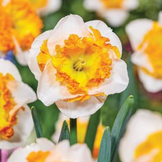 Love Call Daffodil Thumbnail